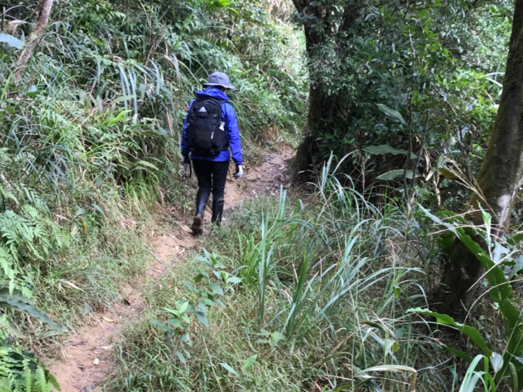 有咖啡香的太和山走坪溪古道_487783