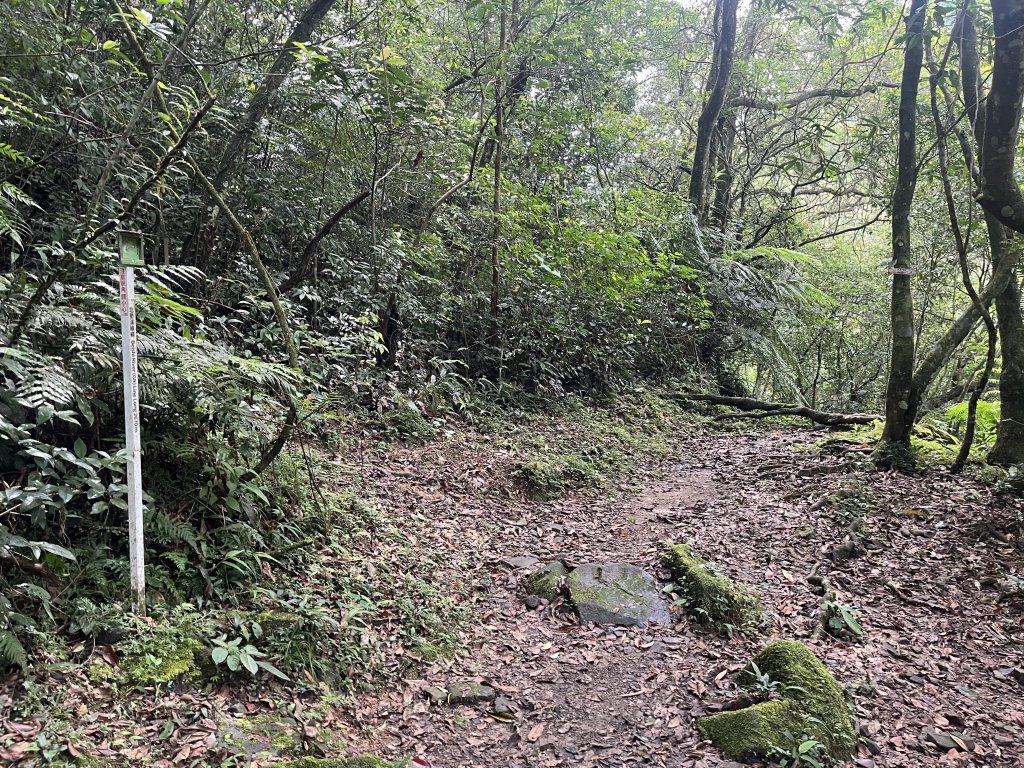 [淡蘭古道] 2024_0622 中路第四段-北勢溪古道_2533900