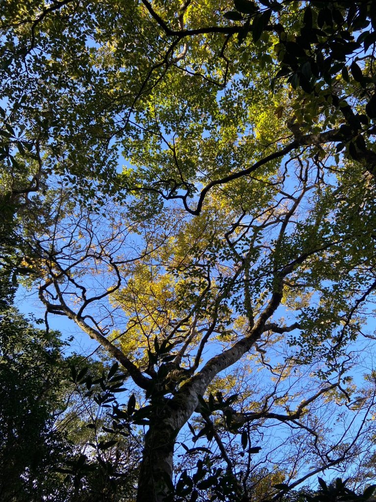 2023.11.18山毛櫸追追追~逐鹿卡保樂佩_2354895