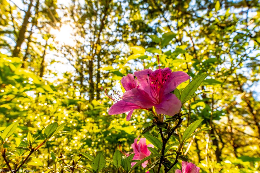 南湖大山賞花行_336853