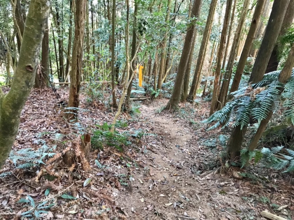 魚池大尖山森與竹的饗宴_1274899