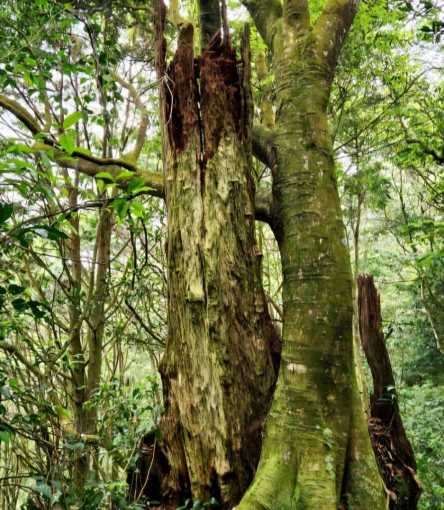 【中級山縱走】志繼山，東眼山，拉卡山，卡外山，東滿步道_2742566