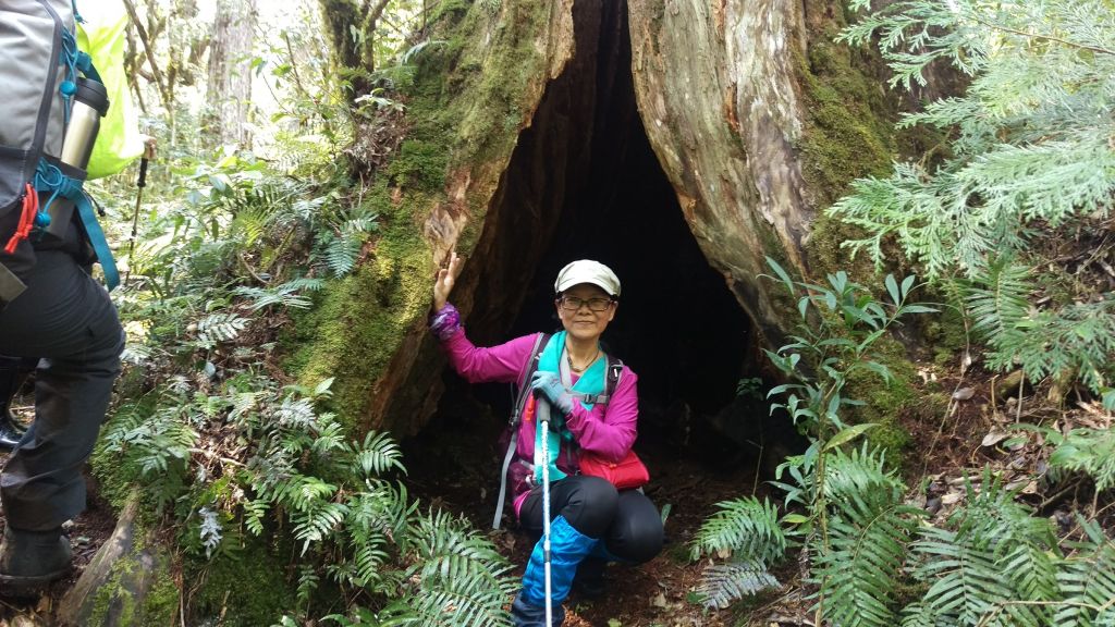 米羅山之木_292757