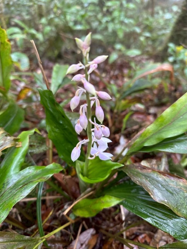 卡保石壁一葉蘭（耘夢谷上逐鹿山下O走）_2809515