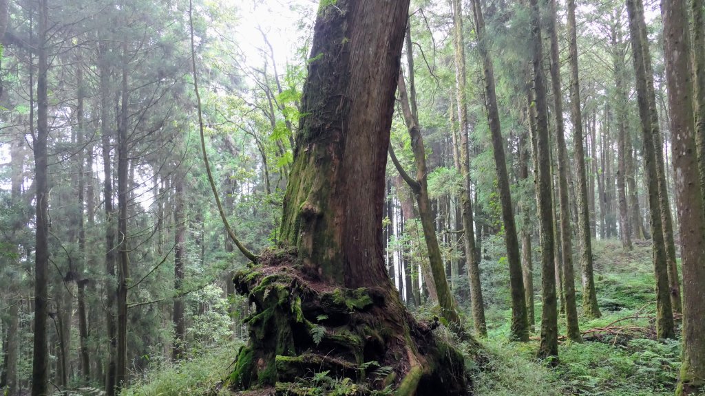 阿里山森遊區-神木步道_2536850