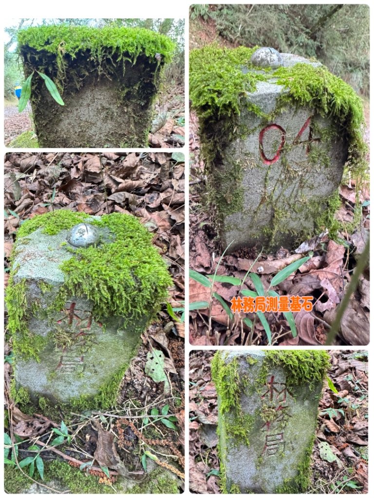 觀霧-榛山步道_2926032