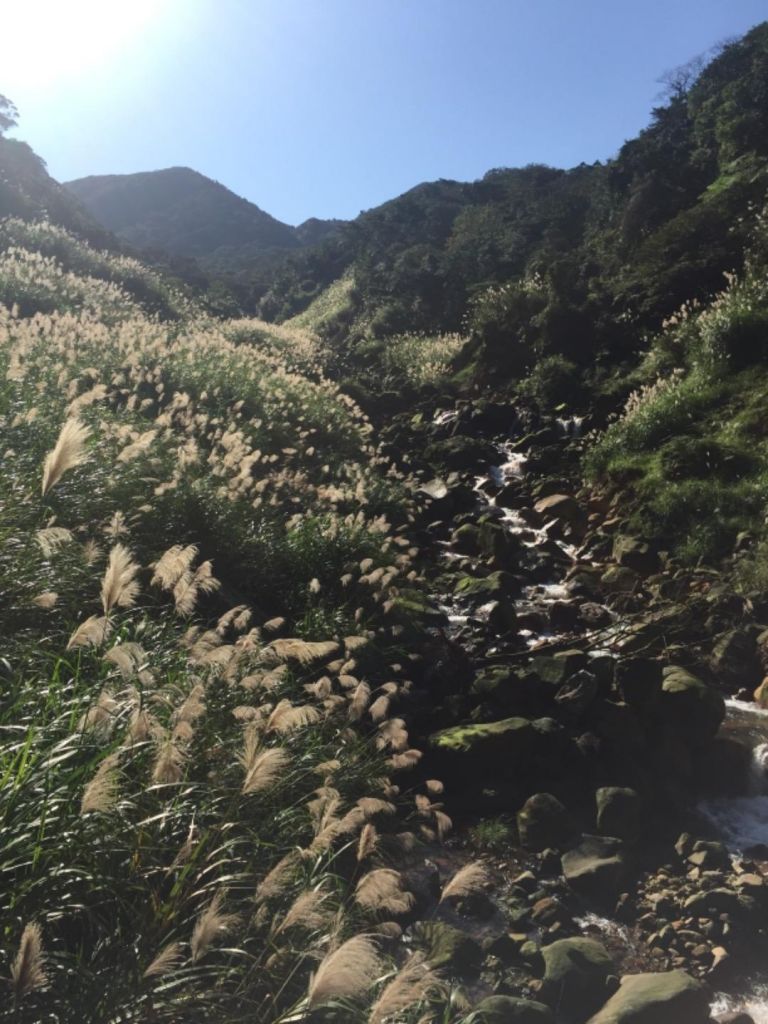 魚路古道北段賞芒_203489