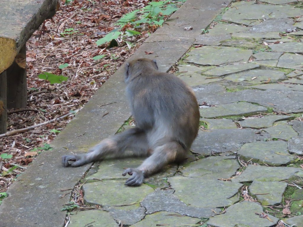 陽明山2停［杜鵑茶花園］櫻花盛開_2437295