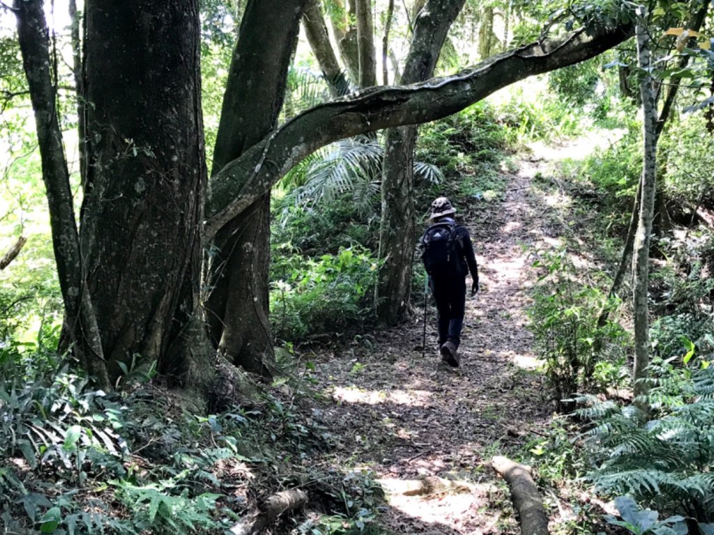 麒麟步道縱走田薯連峰_1666485