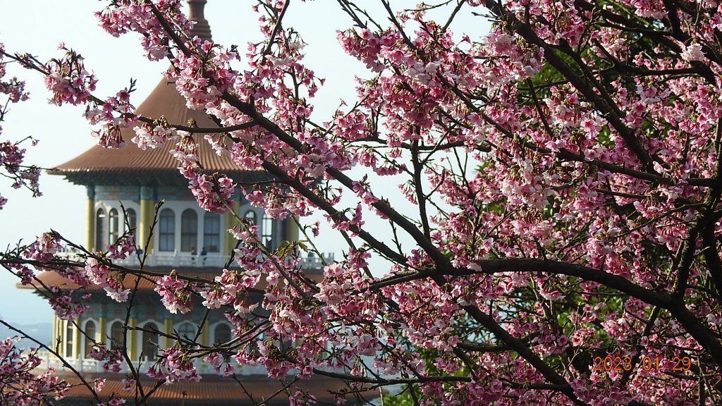 2023第一櫻 - 天元宮後山寒櫻(三色櫻)，櫻花與月亮_2010497