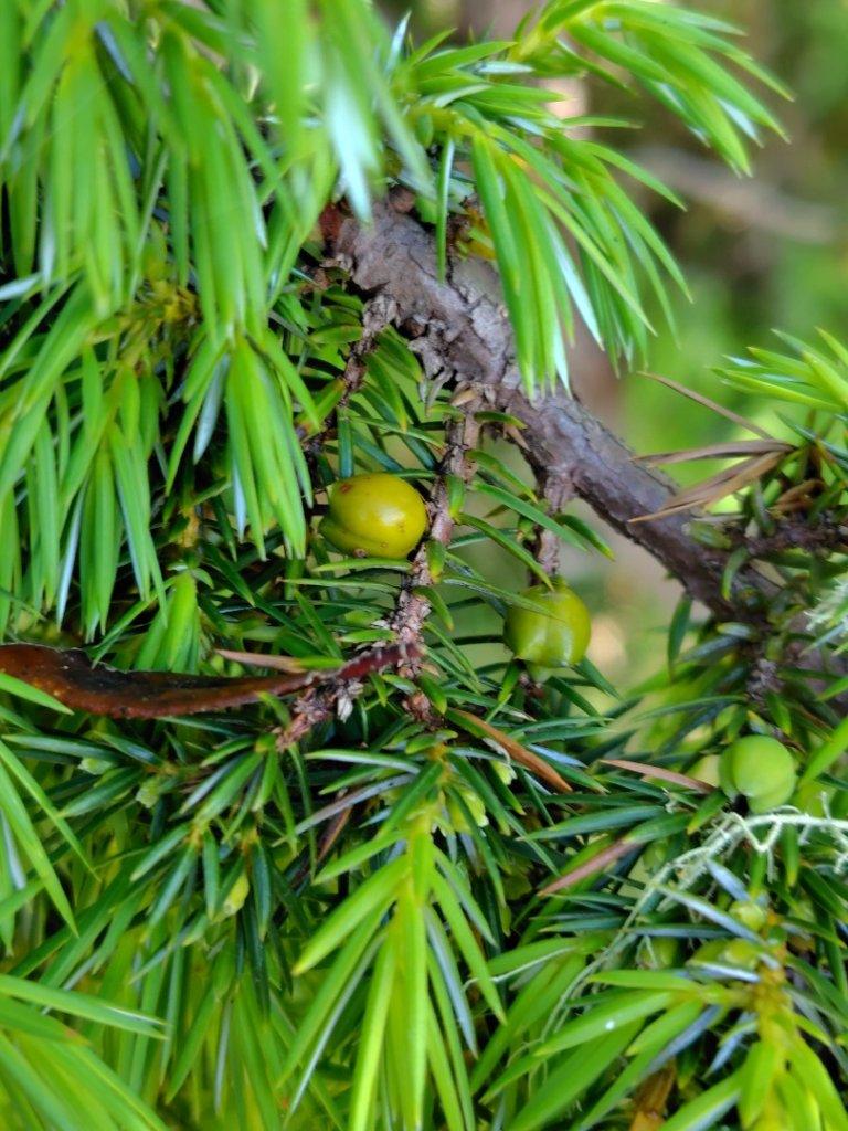 沙里仙林道、沙里仙溪、同富山/埔沙山、東埔山、阿毛巨木_2812588