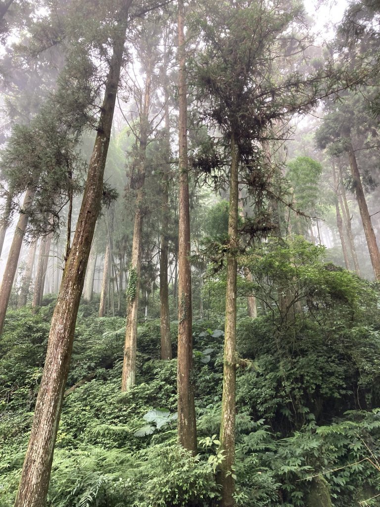 2023-09-30 頂石棹 雲之道封面圖