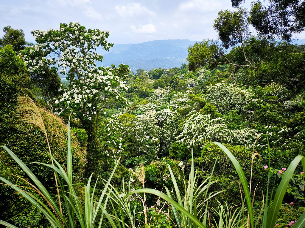 2025-04-27 三員縱走_2772102