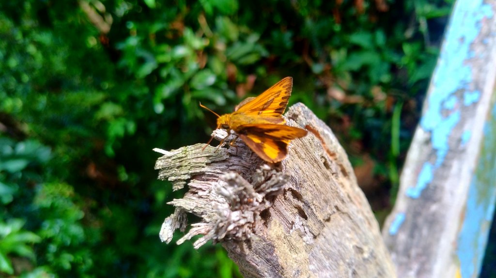 南觀音山_1491557