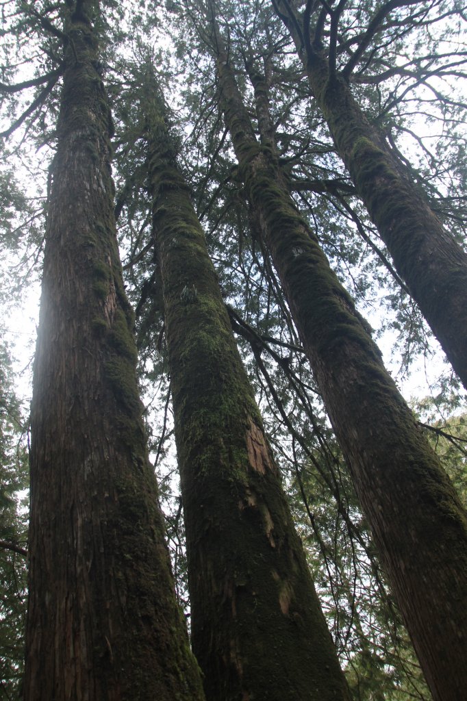 阿里山的櫻花前戲_1635103
