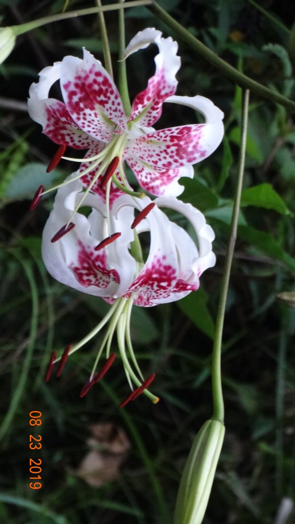 補考 - 艷紅鹿子百合_656635