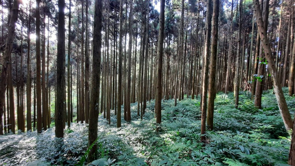 《苗栗》山中水晶蘭｜南庄向天湖山三連峰O型20220313封面圖