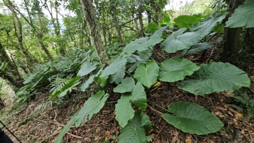 20260112月扇湖山&四分子古道O走+烏塗溪步道_2986603