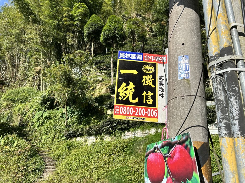 金柑樹山_2662711