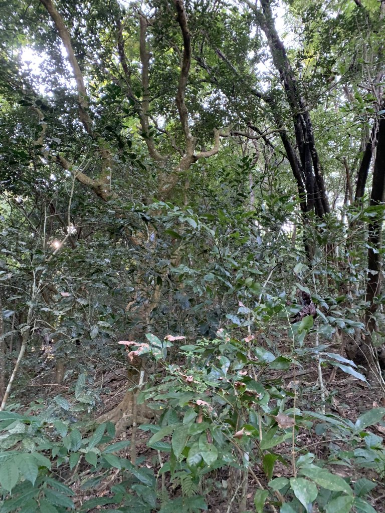 20251122高雄笠山-坦水衍山_2945365