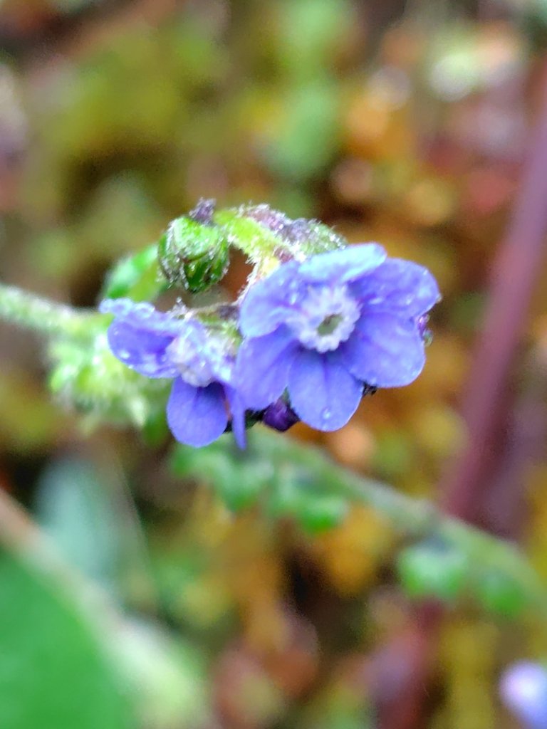 巒安堂、西巒大山封面圖