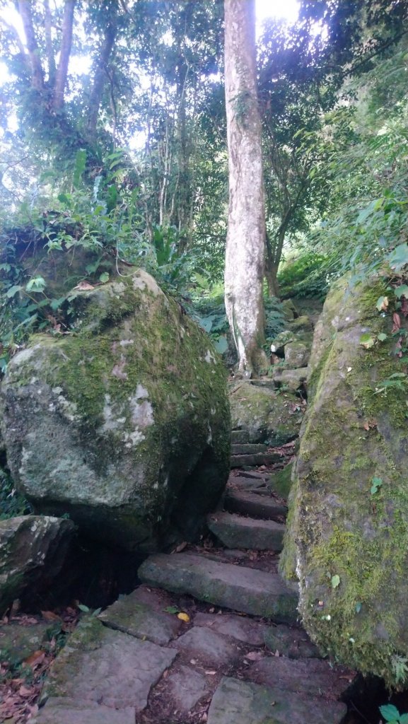 溪頭天文台登山步道、神木步道_1523920