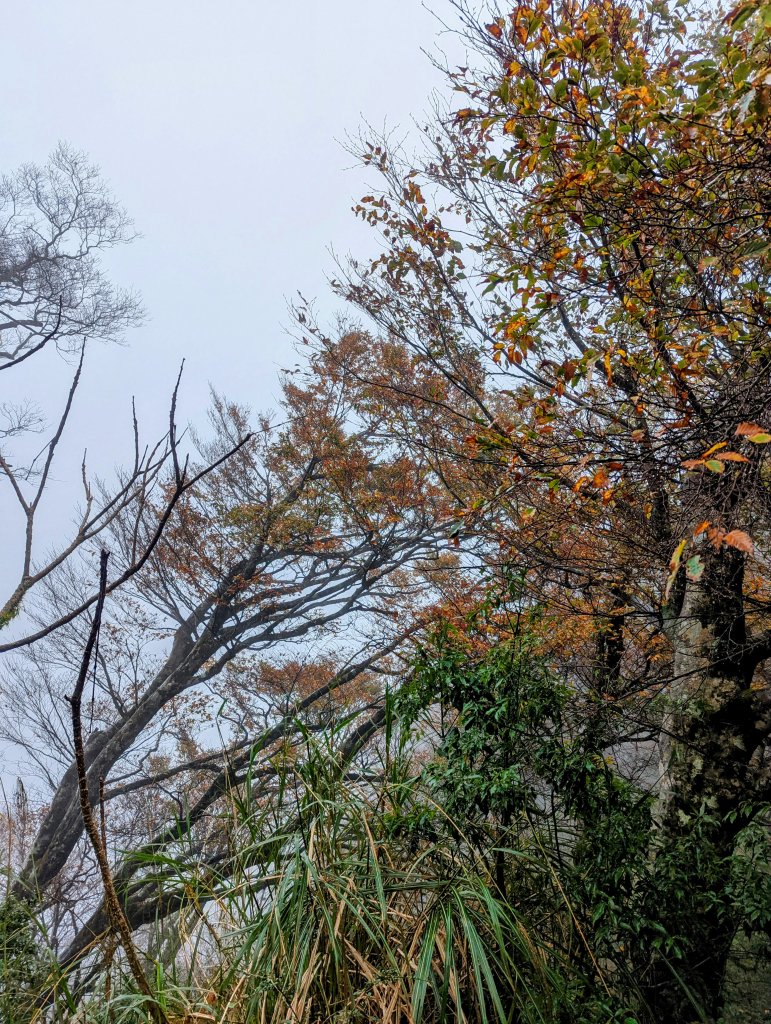 山毛櫸的尾聲，還有一番美景！_1921095