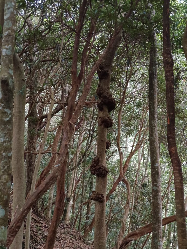 南松鶴登八仙山（113年1月）_2409967