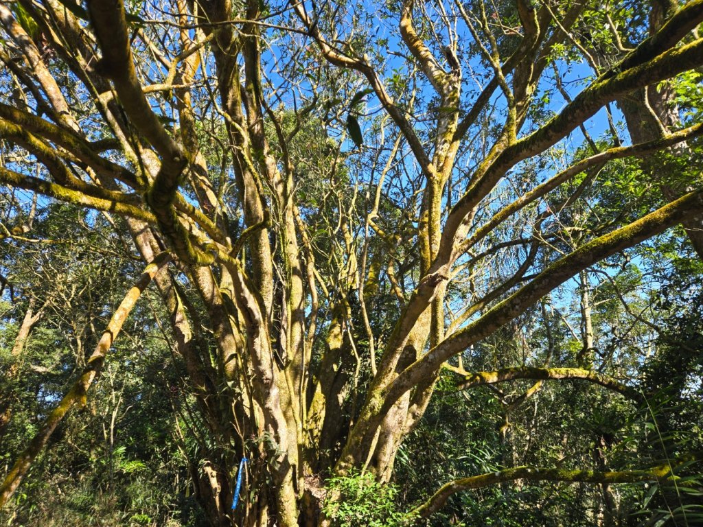 九龍山連走大凍山_2955718