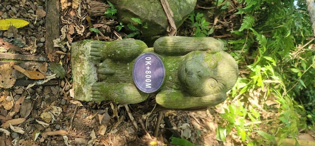 2022森遊竹縣 皮皮獅同樂會 金龜岩、猴洞步道 20220723_1789793