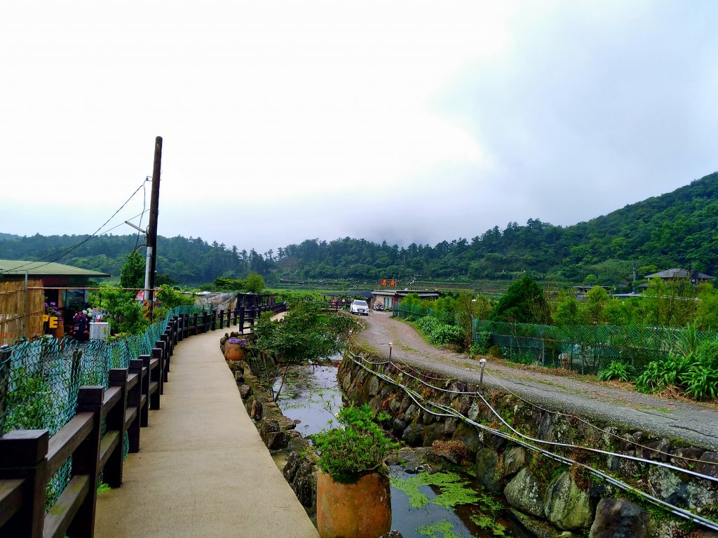 陽明山竹子湖繡球花G_587305