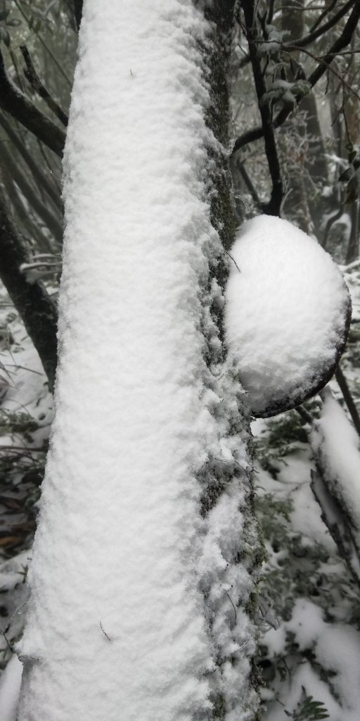 父子倆包山，內洞林道上大保克山群峰追雪_1232975