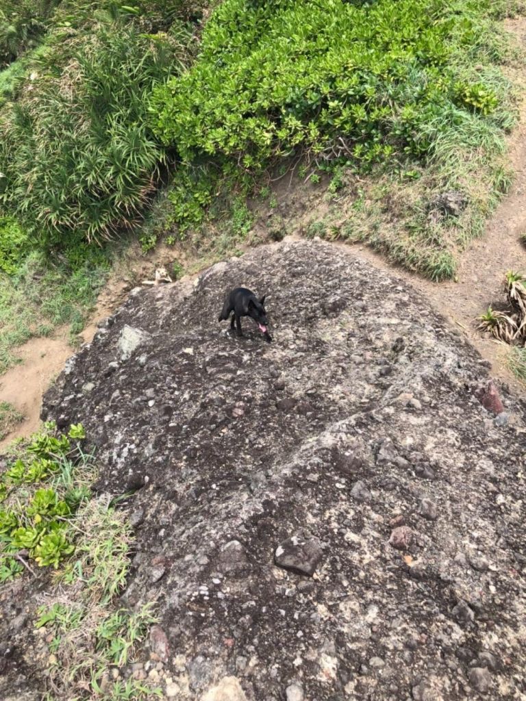 三犬一遊三仙台_305809