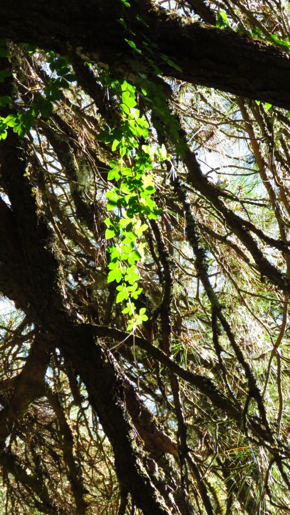 超越自我奇萊南華行_24185