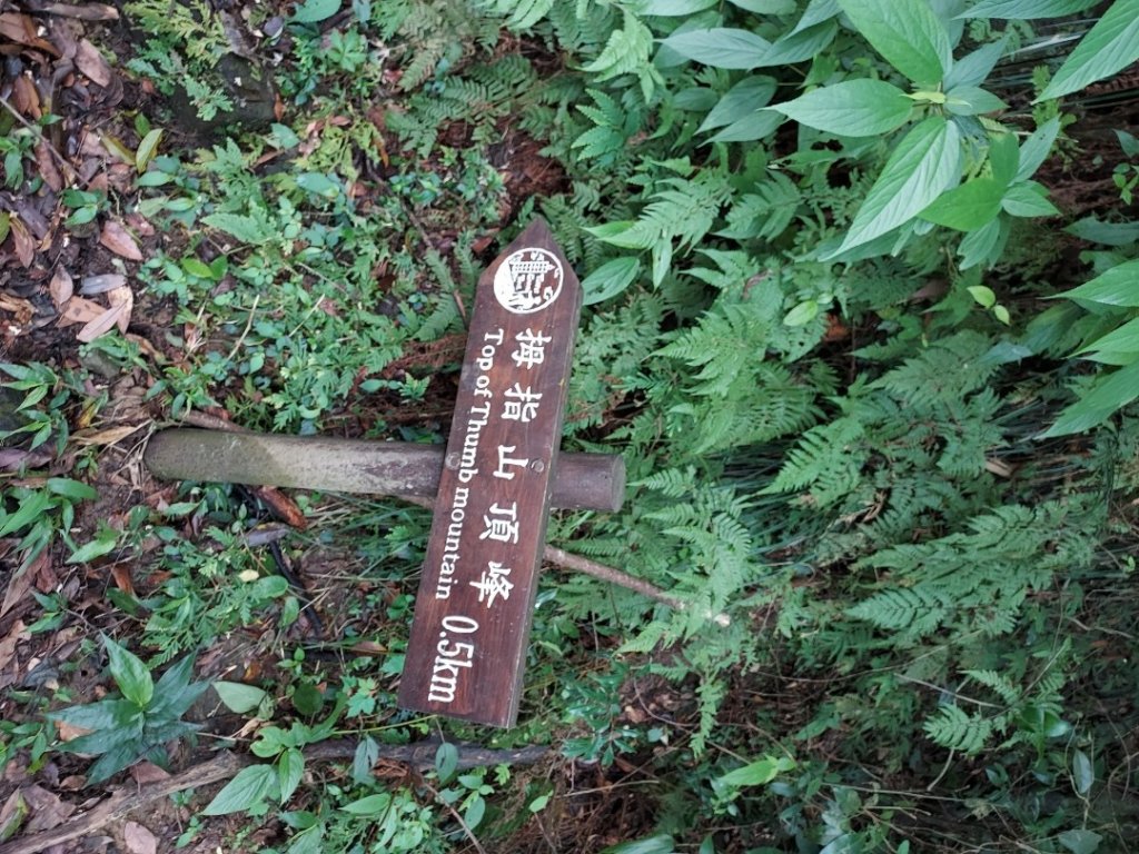 台北大縱走_1743988