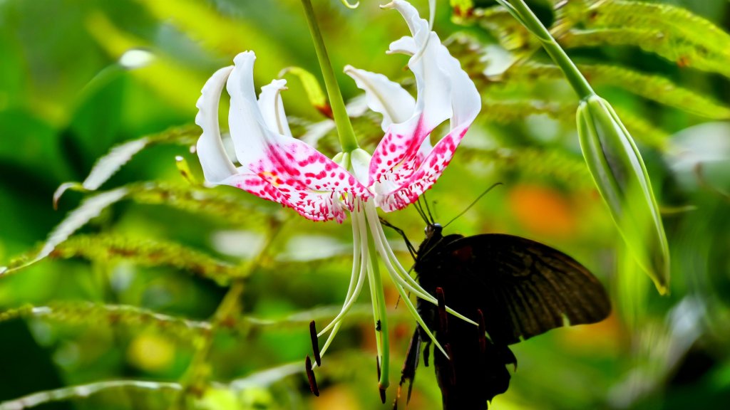 微笑山線銀河洞越嶺段封面圖