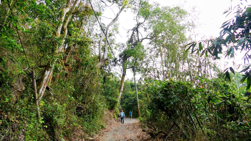 《臨江仙。木棉春色》_2735203