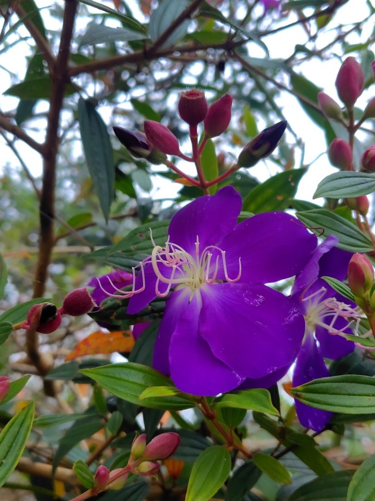 苗栗關刀山_2975057