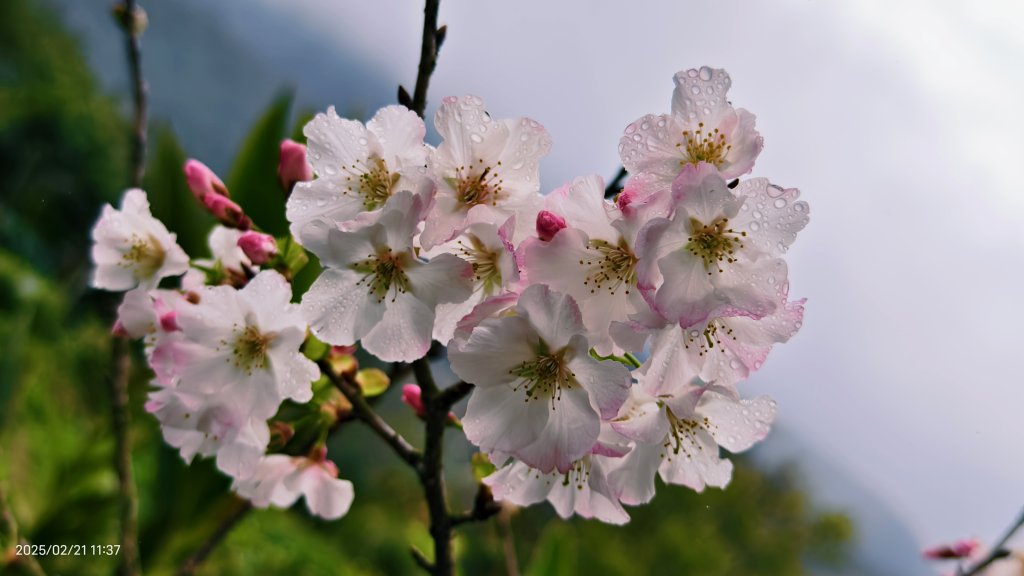 #十八份拐圳步道 #墨染櫻 2/21封面圖