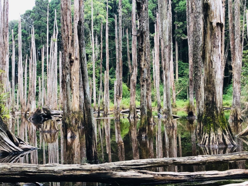 1090718嶺頭山金柑樹山忘憂森林_1037481