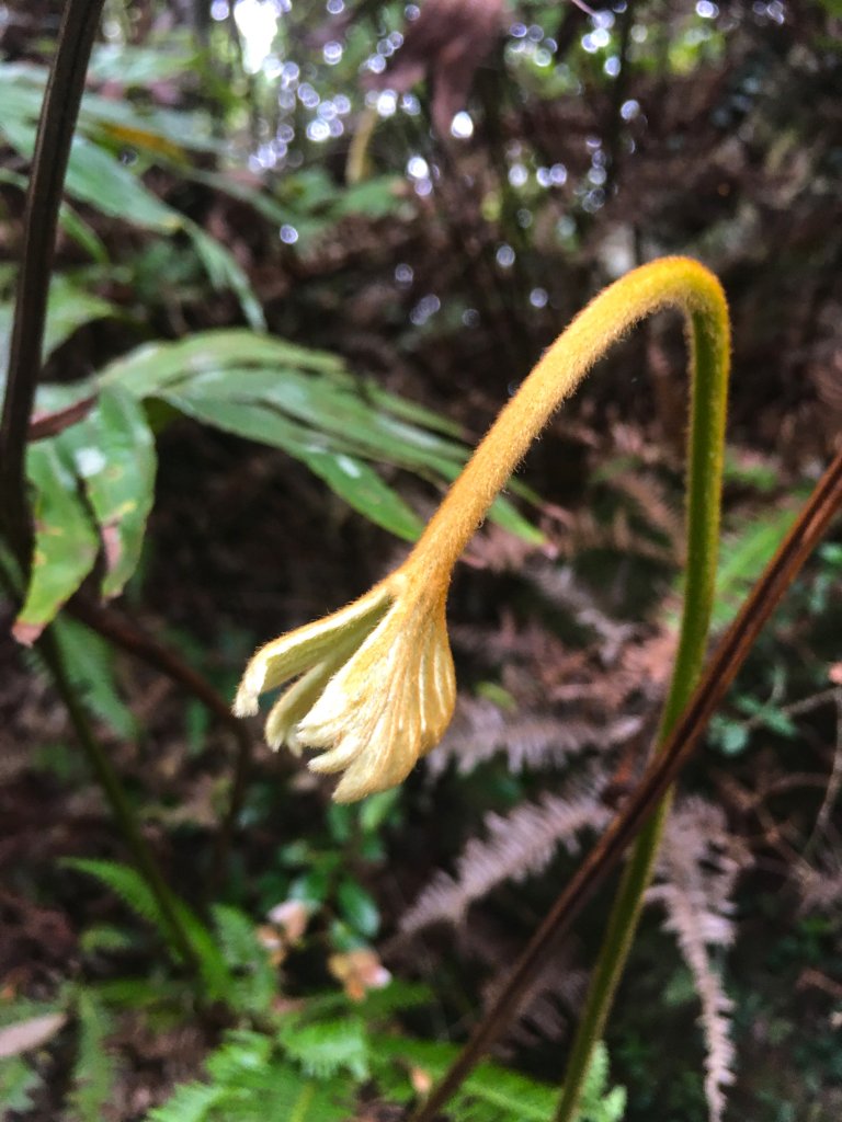 2021-3 皇帝殿東西o型_1317570