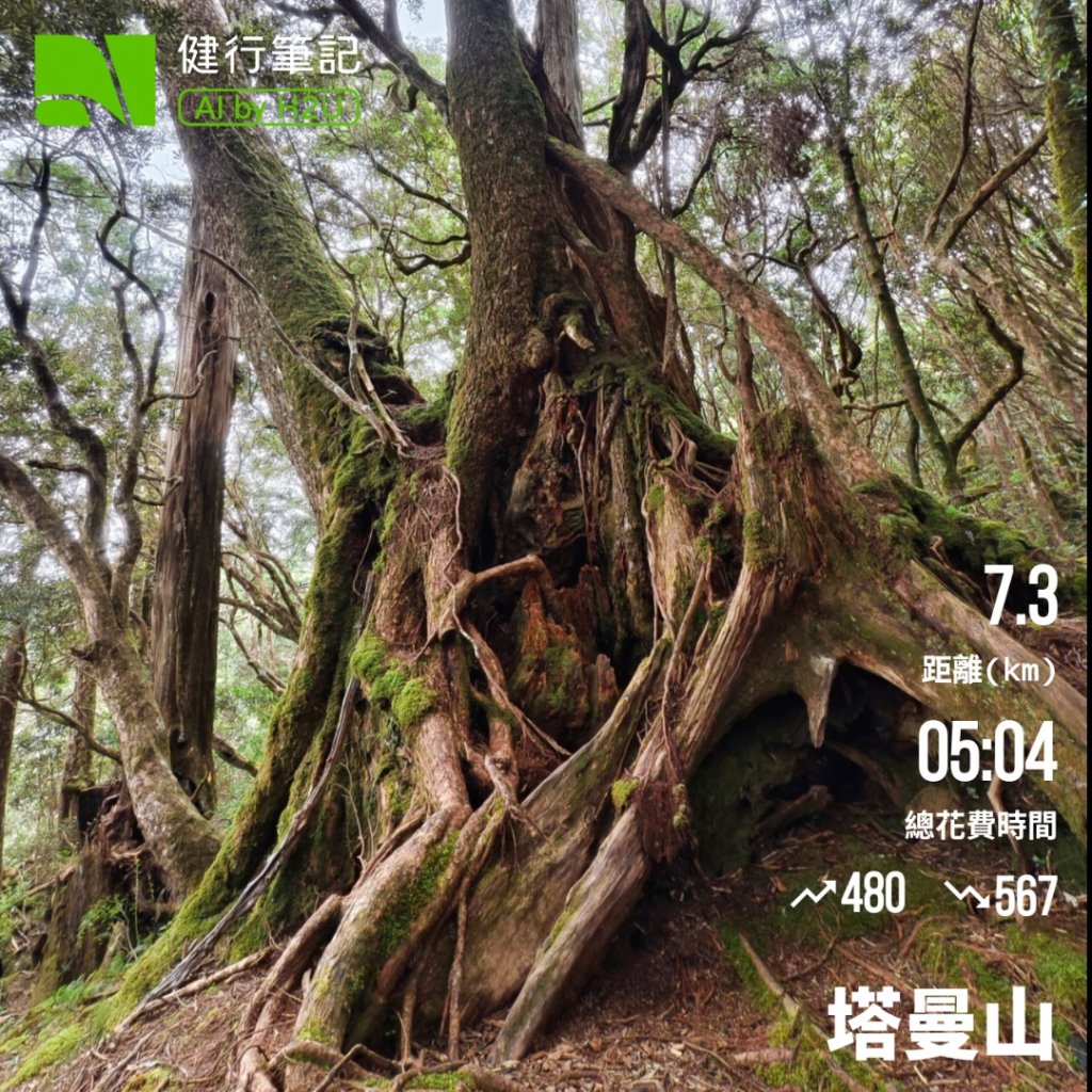 魔幻森林-塔曼山-20250810_2866677
