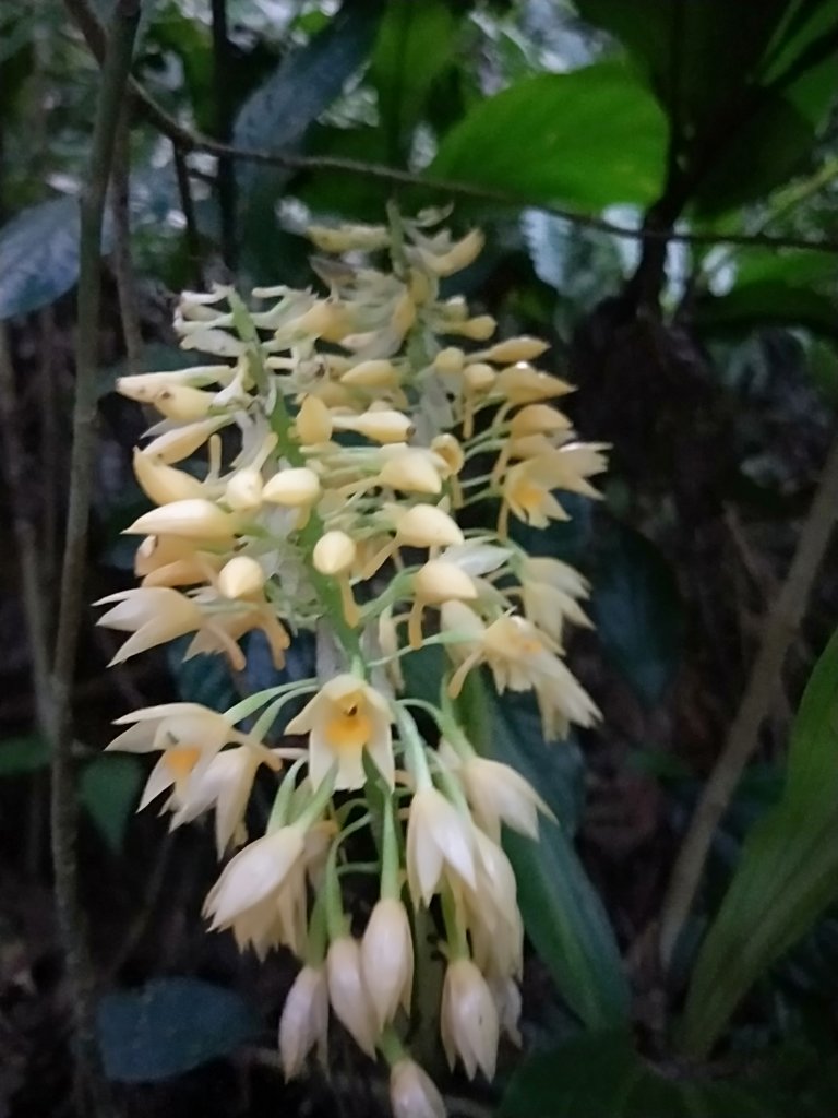 202009 組合山，雲森四瀑_1105960