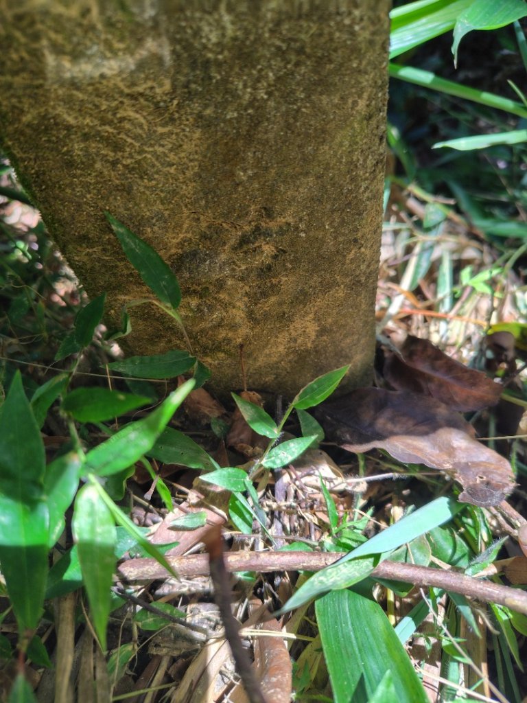 達娜伊谷-里美避難步道-巨石板步道-約富霓_2788536