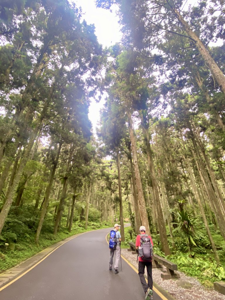 溪頭散步悠遊    2024.5.20_2517680