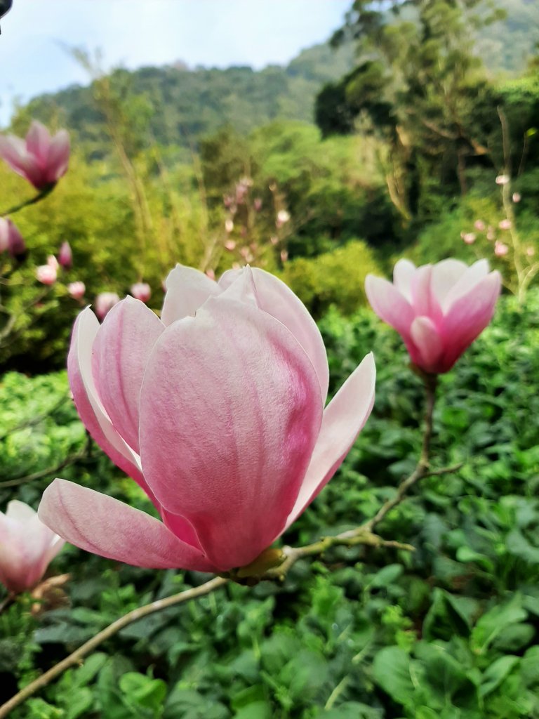 粉粉三色櫻、木蓮花、山茶花爭奇鬥艷_812056