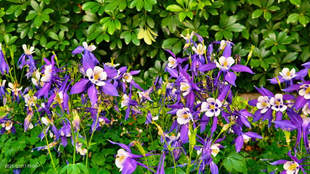 翡翠水庫壩頂&士林官邸鬱金香 2/17_2714034