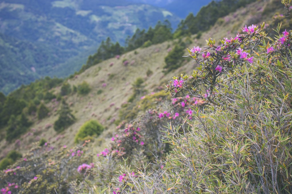 20230610-畢祿山步道_2534459