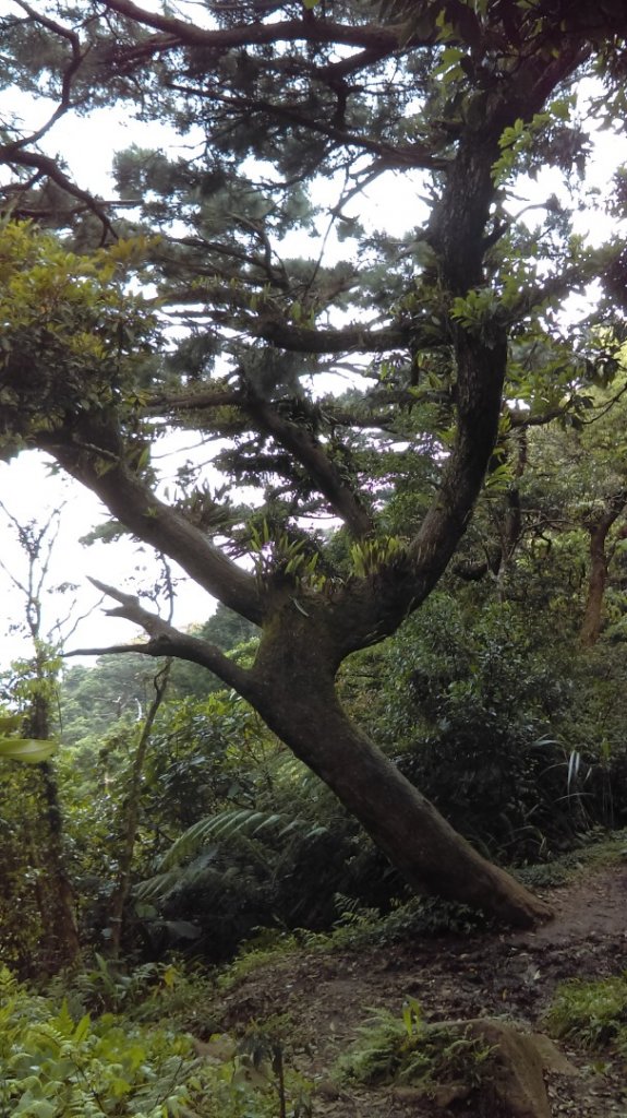 【臺北大縱走2】大屯山主峰、南峰、西峰_914125