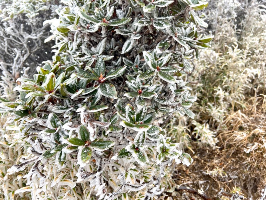 霧淞白頭合歡東_2071748